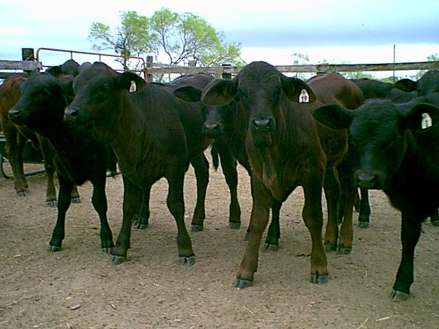 Brangus Heifers